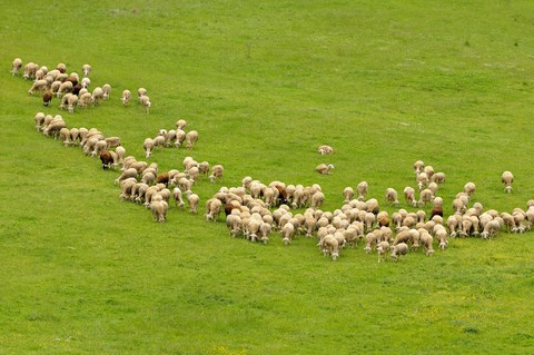 en plein campagne