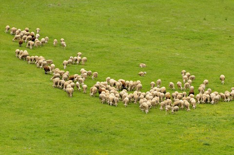 en plein campagne