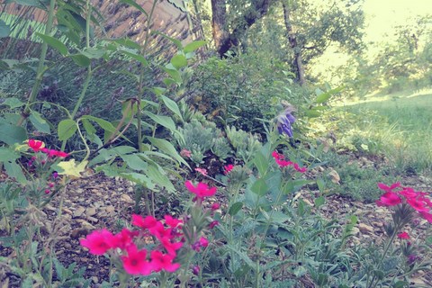 Le jardin de la roulotte