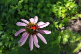 Jardin fleuri à la roulotte de Cabrières