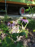 Les fleurs dans le jardin