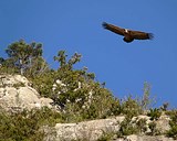 Vautour fauve dans le Parc Régional des Grands Causses