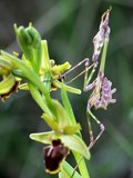 Mante réligieuse sur orchidée