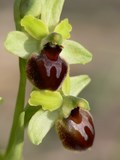 Orchidée prés du Gîte de Cabrières