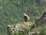 Vautour Gorges du Tarn